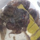 훼미리호 좌대낚시터 이미지