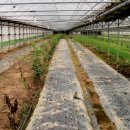 병암1리 이미지