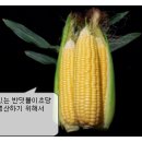 구팔칠이 이미지