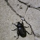 쇠똥구리 농장 이미지