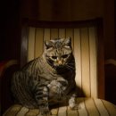 호수동물병원 이미지