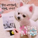 헬로우 멍멍 | 중앙공원근처 강아지미용 잘하는곳 추천! 친절하고 깔끔한, 믿고 가는 헬로우멍멍! 포메 미니 곰돌이컷 :)