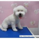 달리애견 이미지