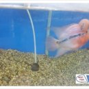 안중삼성유치원 이미지