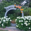 낙동강변 | 수안마을 수국축제 후기 - 낙동강변 힐링 산책 🌿