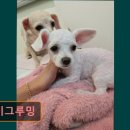 제이그루밍 이미지