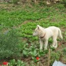 차차베리 이미지