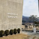 남양주 반려동물동반카페 몽글브라운 실내동반가능 강아지운동장 이용후기
