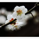 사구금 Daum카페