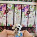 폴링인독 | 상봉애견놀이방 우리 강아지의 안전한 쉼표, 폴링인독 후기