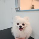 백설애견 이미지