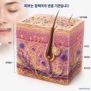 세원화장품 | 신경성 주사피부염 치료 후기｜협착증 스테로이드 주사 후 얼굴 홍조·가려움, 얼음팩도 안 듣던 60...