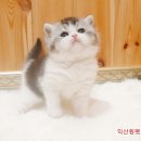 익산원펫 이미지