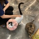 성수왕방힐링마을 | 서울 고양이 카페 - 여기가 바로 개냥이 천국?! 길고양이마을 성수협력점
