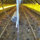 중추양계장 이미지