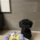 다니옹 | [다니옹] 경산 진량 강아지수제간식 공방 다니옹 '강아지케이크'후기