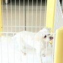 메디펫우리동물병원 이미지