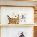 파주켄넬 이미지