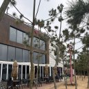 바다소나무 | 인천 영종도 대형 바다뷰 카페 데일리셀럽 후기 ㅣ소나무가 보이는 카페