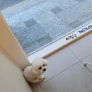 펌킨 펫하우스 서울숲 이미지