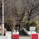 민들레애견 | 충주맛집 추천 애견동반 가능 충주호카페 민들레 돈까스 먹어봤어요