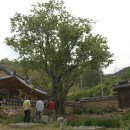 모과나무