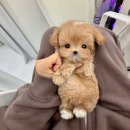 퍼피데이즈강아지분양김포