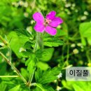 제4기 들풀아카데미 5강 / 담양 용흥사 계곡 들풀 이미지