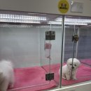 댕댕프렌즈 이미지