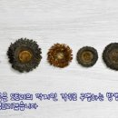 참나무 3형제 이미지