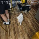 피그멜리온 이펙트 이미지