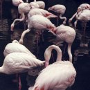플라밍고 이미지