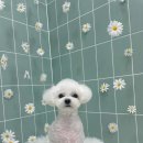 무거동 봄이네 이미지