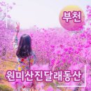 4/1일 토요일 부천 원미산(168m) 진달래 이미지