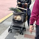 동읍동중학교 앞 | 25년 여름 맞이 중