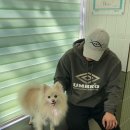 보성통증동물병원