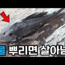 말라비틀어졌다 부활하는 물고기 - 플레코스토무스(Plecostomus) 이미지