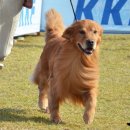 위대한견생 이미지