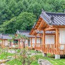 국화펜션 | 경북 봉화 애견동반 한옥펜션 청옥스테이 찐 강추 후기