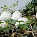 동과 호박(Ash gourd Winter melon) 이미지