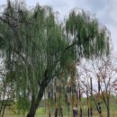 그늘과 빛의 기억 | 평택 가볼만한곳 소풍정원 캠핑장부터 빛의 정원 야경까지 힐링 산책