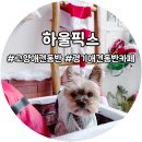 경기도 고양 애견운동장 있는 애견동반 감성 카페 하울픽스