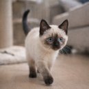 고양이분양 온리캣 이미지