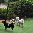 멍멍이와 숲속에서 이미지