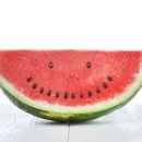 브리더독 이미지