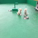 똥강아지 이미지