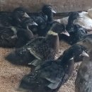 기정농장 이미지