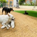 도그파우 이미지