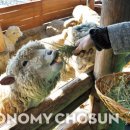 행진목장 이미지