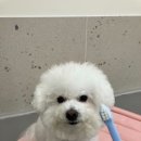 강아지유치원왕왕 이미지